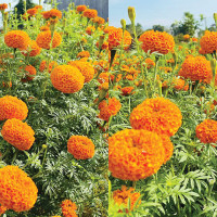 शिक्षक अभावको पीडा