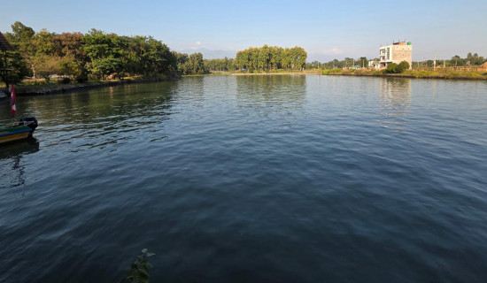 धान उत्पादन घट्ने