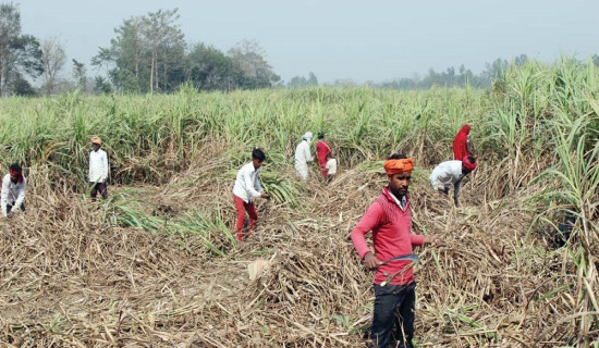 यस्तो छ आजका लागि सागसब्जी र फलफूलको थोक मूल्य