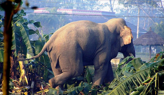 जङ्गली हात्ती–मानव द्वन्द्व बढ्दो