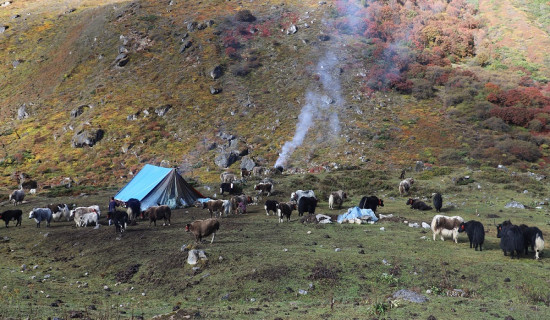 कञ्चनजङ्घा संरक्षण क्षेत्रमा चौँरी र याकको बीमा