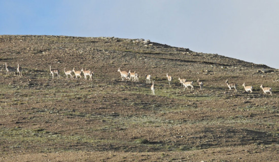 'जहाँ नाउर, त्यहाँ हिउँ चितुवा'