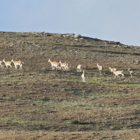 सडक भासिएर मृत्यु भएका दुवै जनाको सनाखत