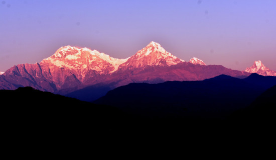 एनपिएलः पोखरा ३४ रनले विजयी