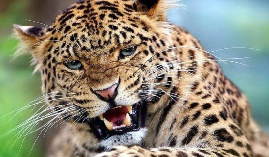 किसानलाई रोपाई, उम्मेदवारलाई मत माग्न चटारो