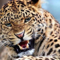 ज्येष्ठ नागरिकको सम्मान