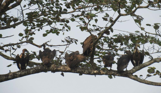 गिद्ध सुरक्षित क्षेत्र घोषणा गरिने