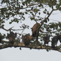 गिद्ध सुरक्षित क्षेत्र घोषणा गरिने