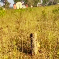 मोसो दलेपछि सामुदायिक वनका अध्यक्षमाथि छानबिन सुरु