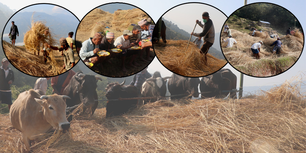 घामेमा दाइँको उत्साह (फोटो फिचर)