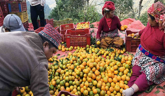 बेनीकोटमा उत्पादित सुन्तला ढुवानीमा समस्या