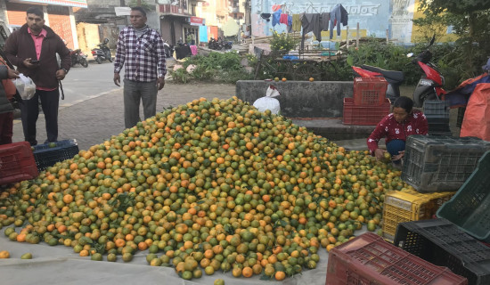 सुन्तला बेचेर किसानले कमाए दुई करोड