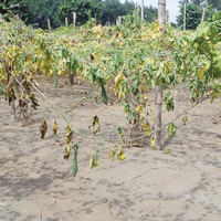 कोटेश्वर चोक सुधार योजना : बत्तिस अर्ब ऋण लिने सम्झौता