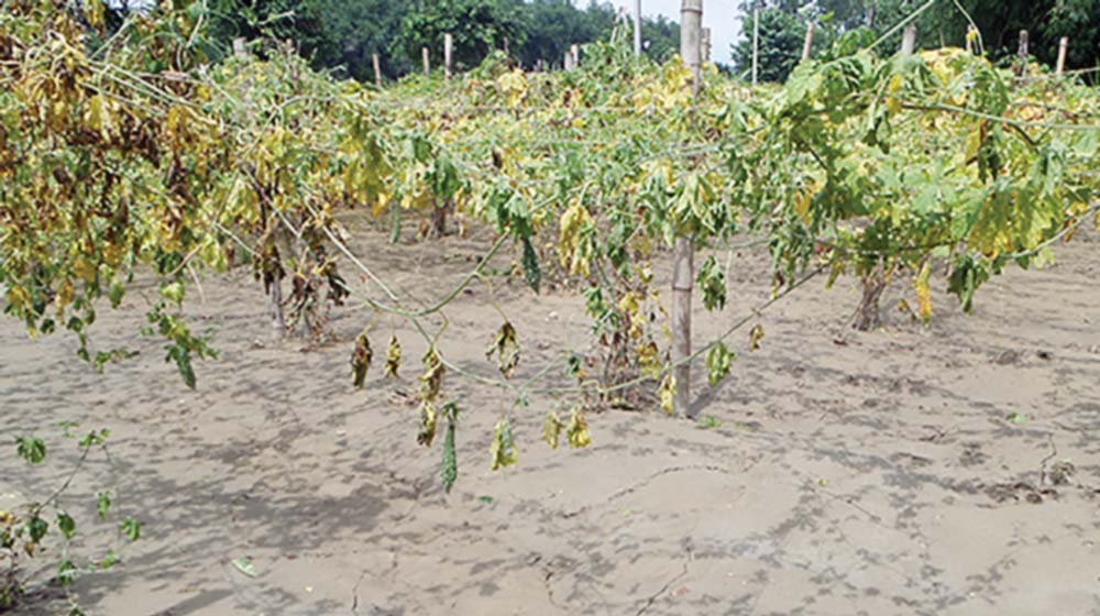 वर्षाले तरकारीमा डेढ अर्बको क्षति