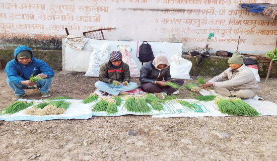 प्याजको बेर्नाबाट मनग्गे आम्दानी