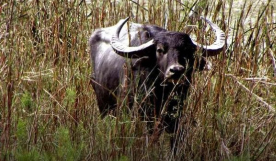 बाजुरामा सात मतदानस्थल थपिए