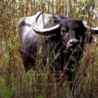 मिडियामा बालबालिकासम्बन्धी ६ प्रतिशत मात्र समाचार