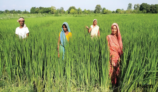 पाँच किलो धानमा दिनभरि काम