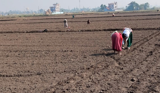 भरतपुरमा प्राङ्गारिक सूर्यमुखी खेती