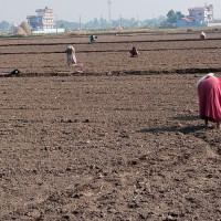 भरतपुरमा प्राङ्गारिक सूर्यमुखी खेती