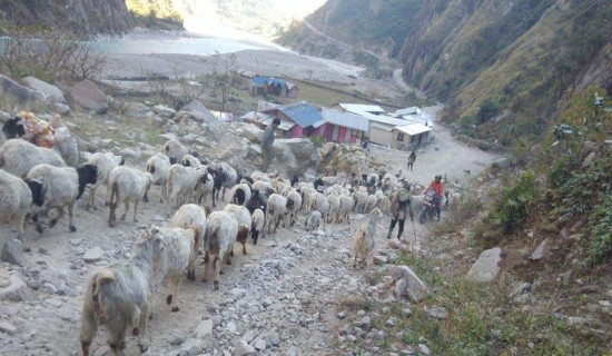 उधौली लागेसँगै भेँडाबाख्रा लिएर उधो झरे गोठाला