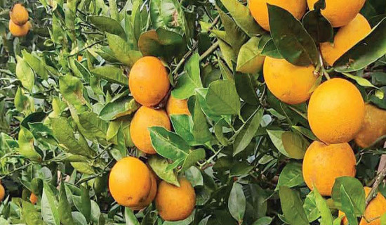 फूगाउँबाट सातसय ९१ किलो जिम्बु निकासी