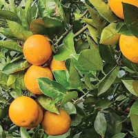 विलोमको दशौँ अभ्यास सम्पन्न