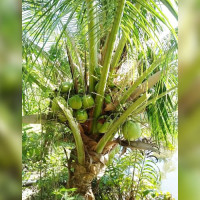 मुख्यमन्त्री शाहद्वारा चार आयोजनाको सुरुवात