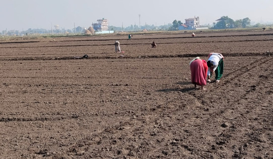 भरतपुरमा प्राङ्गारिक सूर्यमुखी खेती