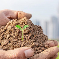 वालिङ नगरपालिकामा आज सार्वजनिक बिदा