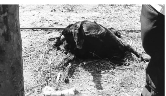 चालु पूर्ण कर परीक्षण नरोकिने