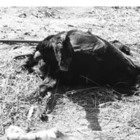 आज अन्तर्राष्ट्रिय स्वयंसेवक दिवस