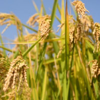 अवैध रुपमा काटिएको रुखबारे अनुसन्धान सुरु