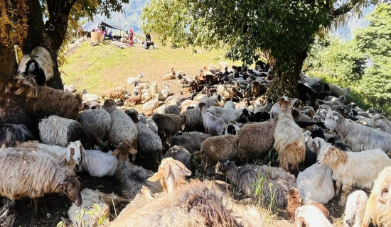 मतदाता जागरुक बनाउँदै जेनजी