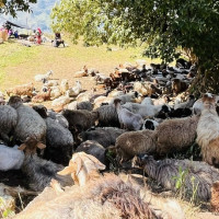 समानुपातिक निर्वाचन प्रणालीतर्फ भाग लिने दललाई निवेदन दिन आह्वान