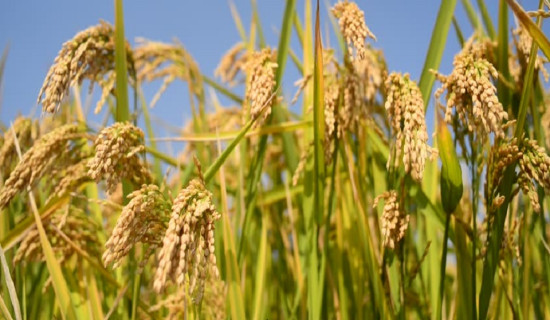 तनहुँमा धान उत्पादन बढ्यो