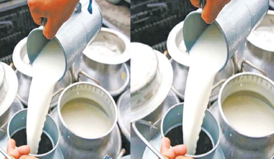 तनहुँमा दुध उत्पादनमा वृद्धि