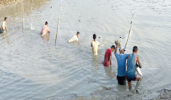कृत्रिम तालबाट एकै दिन दुई लाखको माछा बिक्री