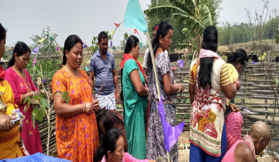 कृत्रिम तालबाट एकै दिन दुई लाखको माछा बिक्री