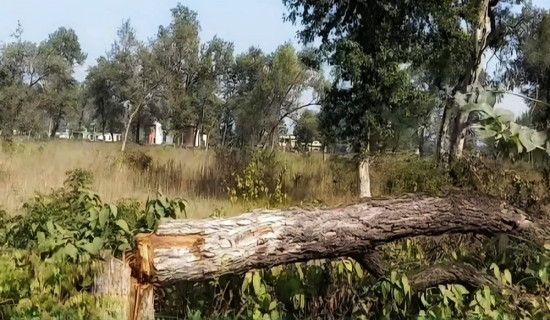 किवी प्रशोधन उद्योग सञ्चालन