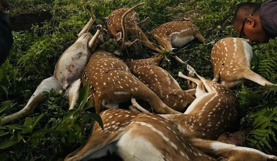 फापरखेतको पहिरोको विकल्पमा बेलिब्रिज बनाउने योजना अन्यौलमा