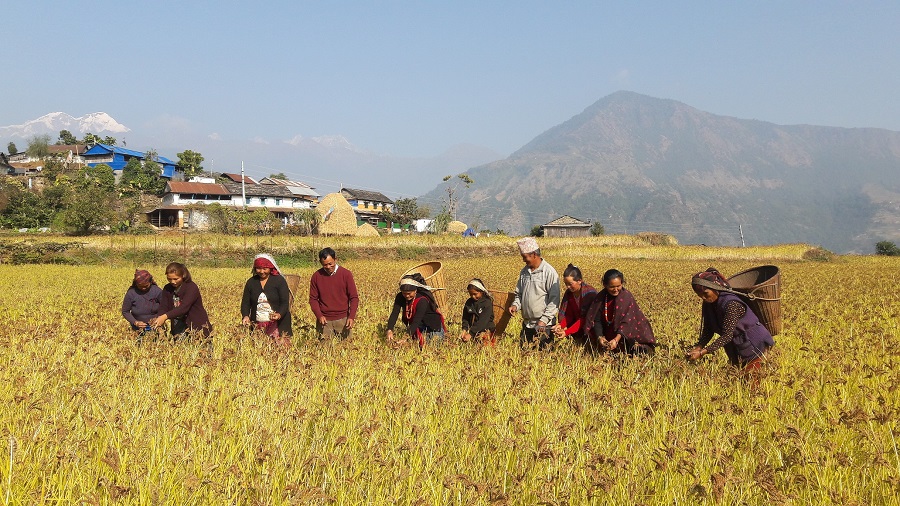 लमजुङमा कोदो थन्काउन चटारो