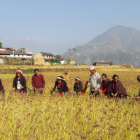 अझै घटेन तरकारीको भाउ