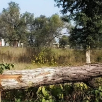 अवैधरुपमा रुख कटानमा अख्तियारको चासो