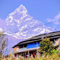 ३५ तोला सुन र ११ लाखसहित एक जना पक्राउ