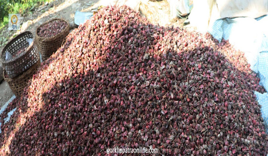 अलैँची निर्यात दोब्बरले बढ्यो