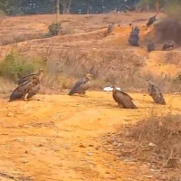 अनिकालको रोकथामका लागि ‘मष्टा भगवती’ को पूजा