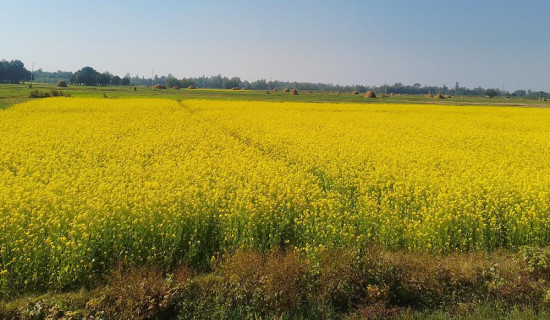 बाँकेमा तेलहन बाली उत्पादन घट्दो क्रममा