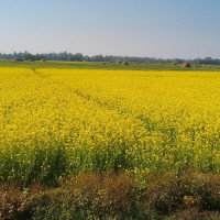 करेन्ट लागेर मृत्यु