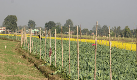 सागसब्जीमा समृद्धि पहिल्याउँदै कञ्चनपुरका दुई किसान